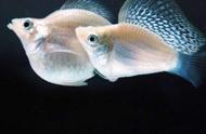 小型观赏鱼：玛丽鱼的养殖与护理