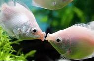 接吻鱼：一段小小说的温馨故事