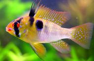 6种适合水草缸饲养的热带鱼，不会伤害水草