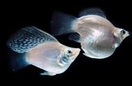 小鱼与孔雀鱼相似，容易饲养至爆缸，投喂更便捷