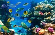 珊瑚礁中常见的观赏鱼有哪些名字？