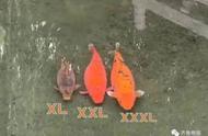 济南趵突泉的3只胖锦鲤同框，网友猜测它们可能是饭搭子出游了？