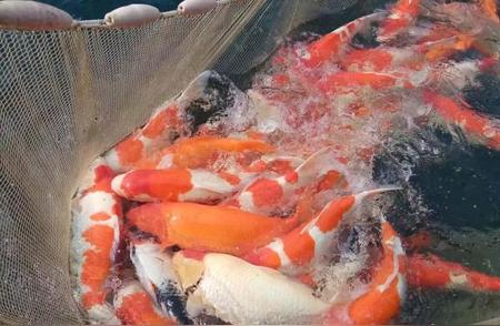 柳吉观赏鱼产业园：小锦鲤的大图景与乡村振兴