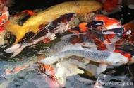 血红龙领衔，揭秘地球上最珍贵、最美丽的观赏鱼TOP10！