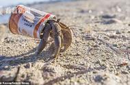 废弃塑料成为寄居蟹的新家，全球超过50万只因此丧生