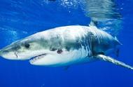 达摩鲨：身长仅50cm，却能挑战鲸鱼鲨鱼，甚至人类，它的秘密是什么？