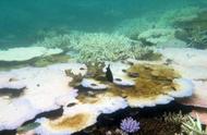 澳大利亚学者警告：全球气候变暖导致珊瑚白化问题加剧