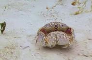 馒头蟹：动物界的霸主，为何会抱走别人的伴侣？