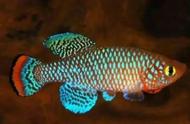 热带鳉鱼：一种能在土中保存鱼卵的神奇生物，你尝试过饲养吗？