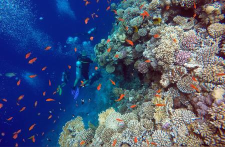 热带硬壳海藻对珊瑚的致命威胁