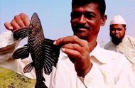 清道夫鱼在中国泛滥，吃货们无法接受，印度人却热衷于碳烤