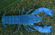 变异虾类：揭秘蓝魔虾的奇特之处