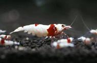 全球虾类种类揭秘：红鼻虾为何独占鳌头？