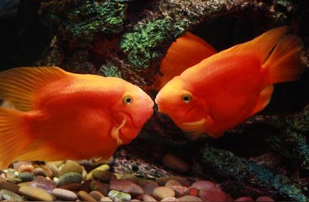 接吻鱼的最佳混养伙伴：如何科学搭配鱼种？
